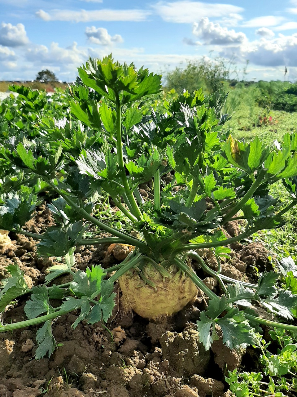 1knolselderij groot