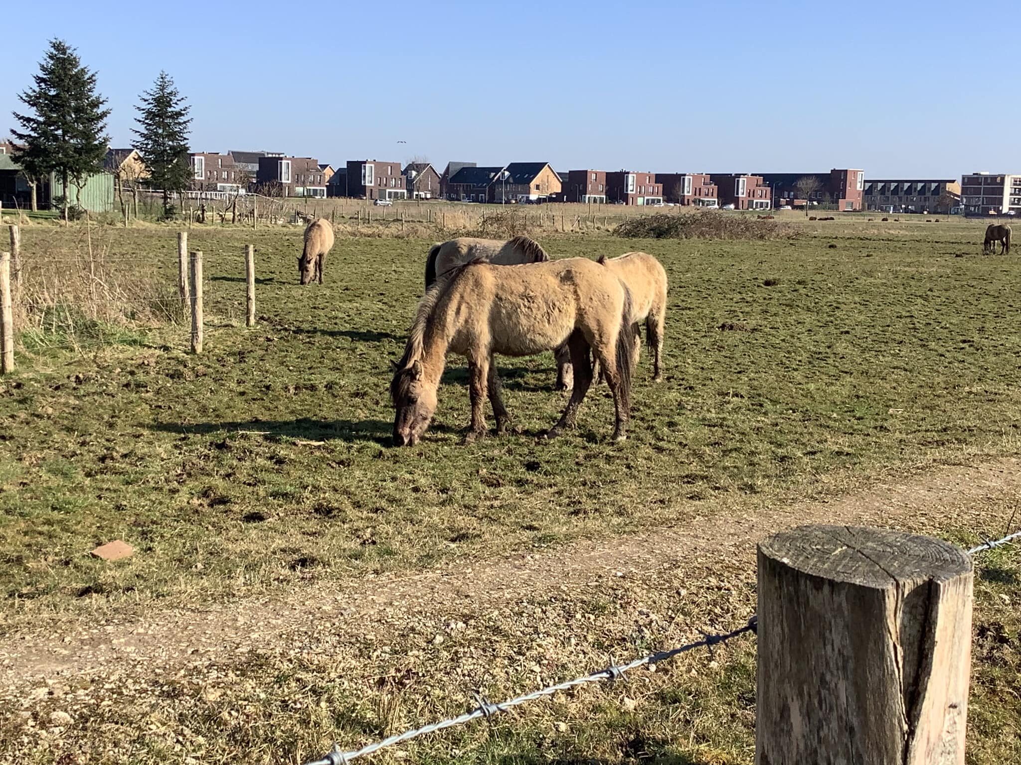 483103791_952745700379147_1182836314677530524_n Paarden