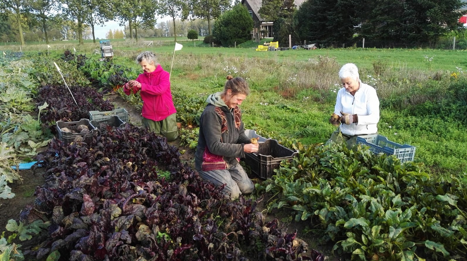 bieten_oogsten_3vrouwen_2